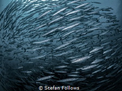 "I think fish is nice, but then I think that rain is wet,... by Stefan Follows 
